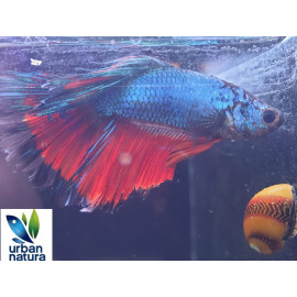 betta Mascle halfmoon Bicolor Premium