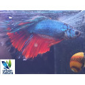 betta Macho halfmoon Bicolor Premium