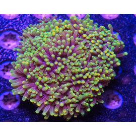 euphyllia glabrescens ultra CITES: 21NL290453/11