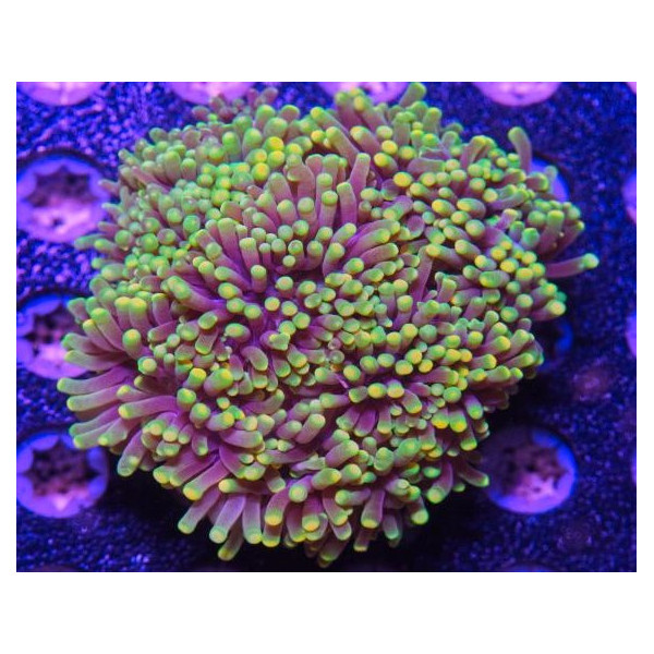 euphyllia glabrescens ultra