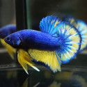 Betta mascle pk hm mustard gas