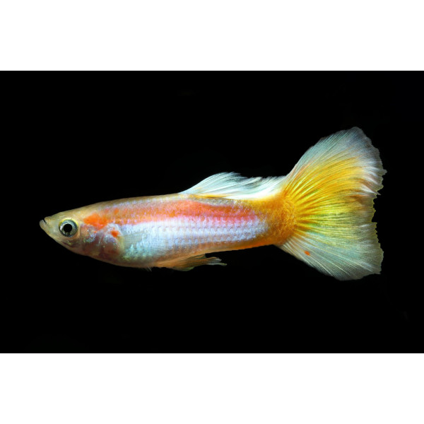 Guppy Macho amarillo neon laser