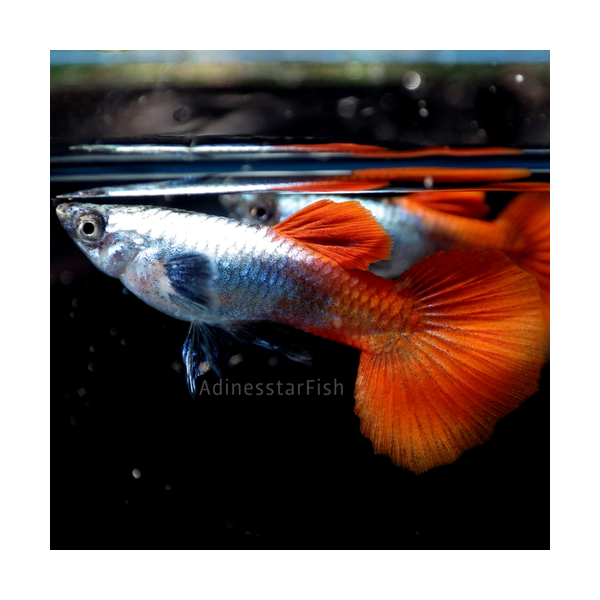 Guppy macho dumbo platino rojo Guppy male dumbo platinum red