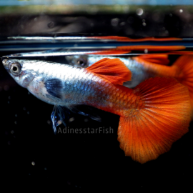 Guppy macho dumbo platino rojo Guppy male dumbo platinum red