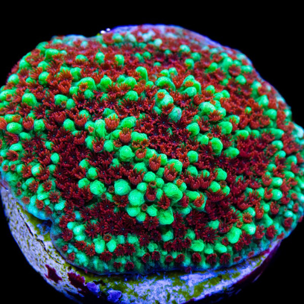 montipora chilli peppers esqueje