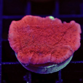 Montipora capricornis vermell esqueix