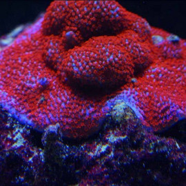 Montipora superman