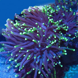 Euphyllia glabrescens torch black polipo verde esqueje CITES: 22PTLX00443I