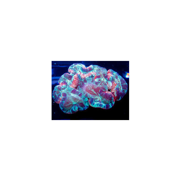 Trachyphyllia mackay ultra ML