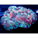 Trachyphyllia mackay ultra ML 