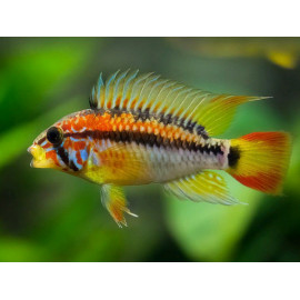 Apistogramma macmasteri