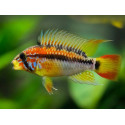 Apistogramma macmasteri