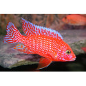 AULONOCARA firefish red