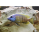 copadichromis tanzania yellowfin XL