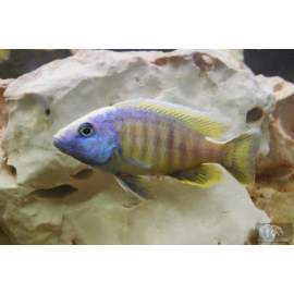 copadichromis tanzania yellowfin XL