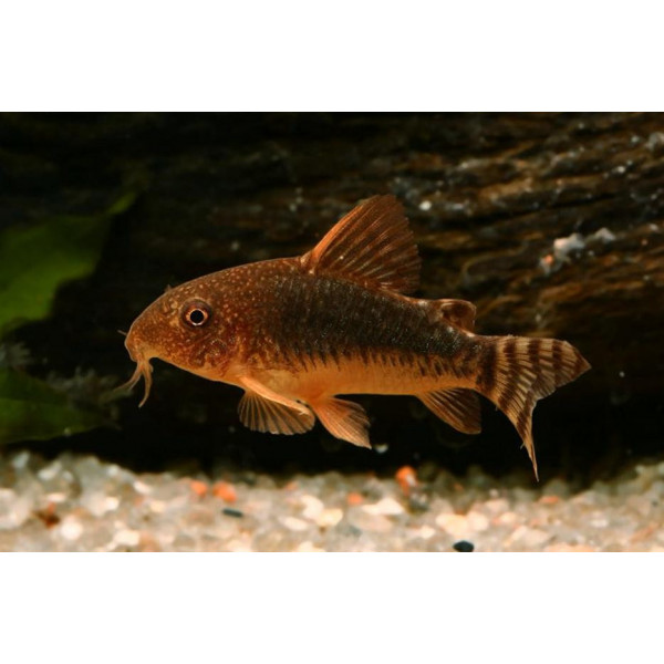 corydora aeneus rondonia