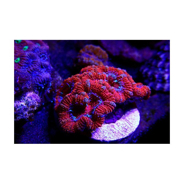 Acanthastrea Lordhowensis Roja esqueje