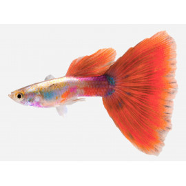 guppy mascle rosa