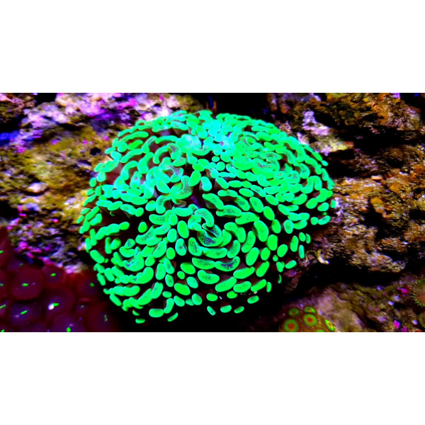 Euphyllia parancora toxic green