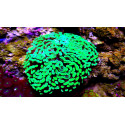 Euphyllia parancora toxic green 