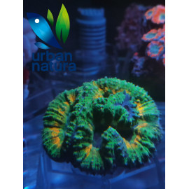 Lobophyllia australia M green orange cites: 21es0028013