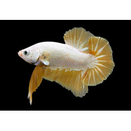 Betta mascle plakat platinum gold L