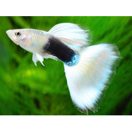 Guppy Macho Luminous White