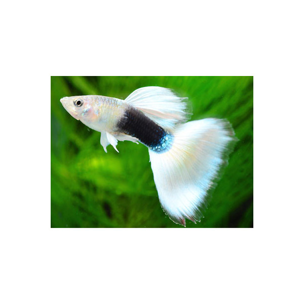 Guppy Macho Luminous White