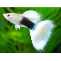 Guppy Macho Luminous White