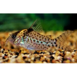 Corydoras agassizii