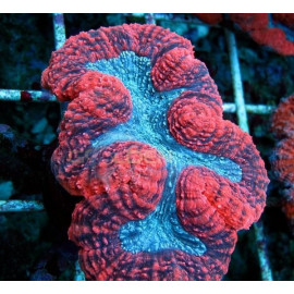 Lobophyllia Red CITES: 21NL295769/11