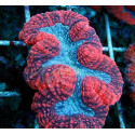 Lobophyllia Red 