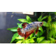 betta Macho Triband HM PK Grado AAA