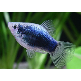 Platy azul xiphophorus maculatus