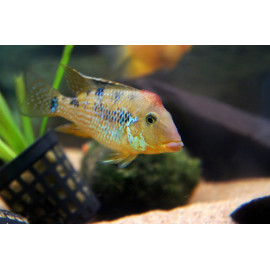 geophagus steindachneri