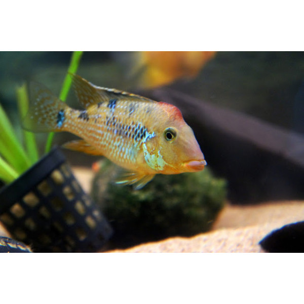 geophagus steindachneri