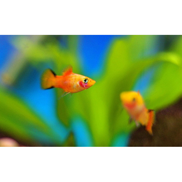 Platy papagayo xiphoporus maculatus