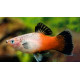 Platy Gold Koi