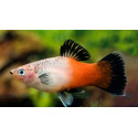 Platy Gold Koi