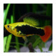 Platy black hawaii