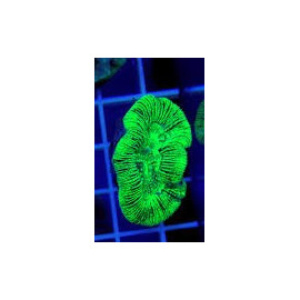 Trachyphyllia Green Ultra Australia CITES: 21NL294620/11