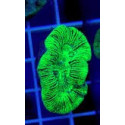 Trachyphyllia Green Ultra Australia S 