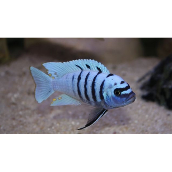 cynotilapia afra hara gallireya reef S