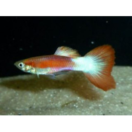 Guppy Macho o hembra white Pink tail