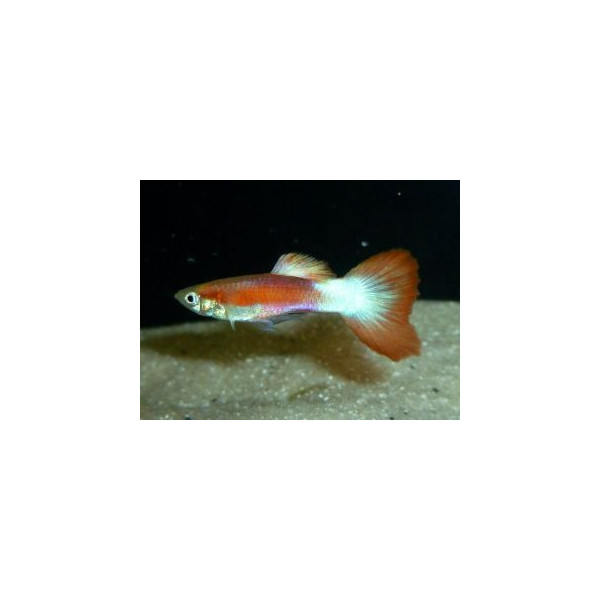 Guppy Macho o hembra white Pink tail