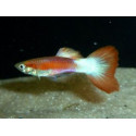 Guppy Macho o hembra white Pink tail