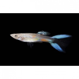 guppy macho blue japan double sword