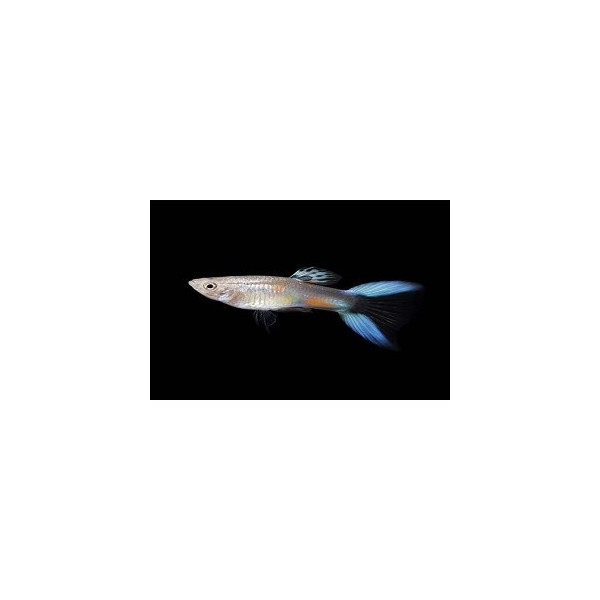 guppy macho blue japan double sword