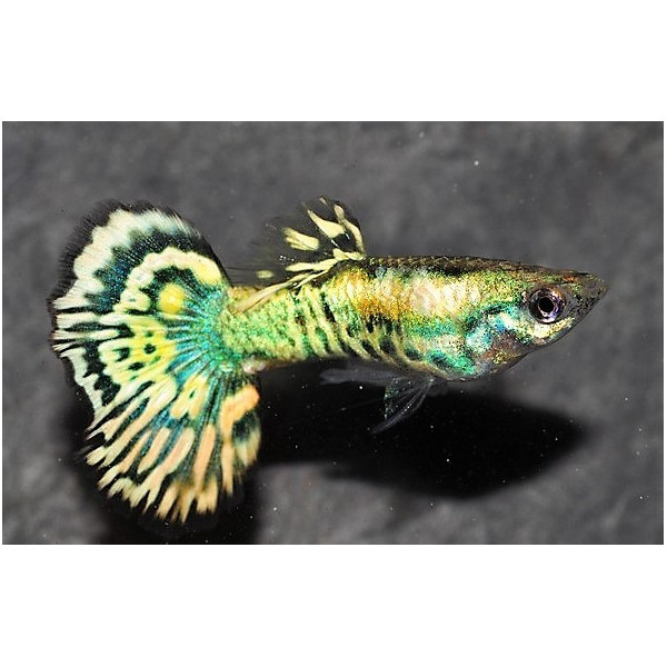 Guppy macho tiger