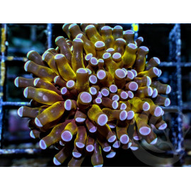 Euphyllia cristata Gold torch CITES: 22NL302959/11